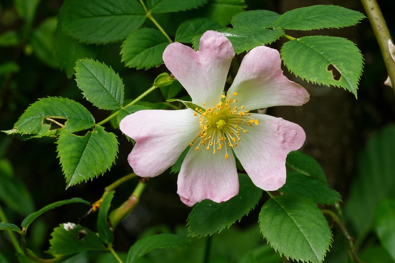 Scotch Rose photo 5