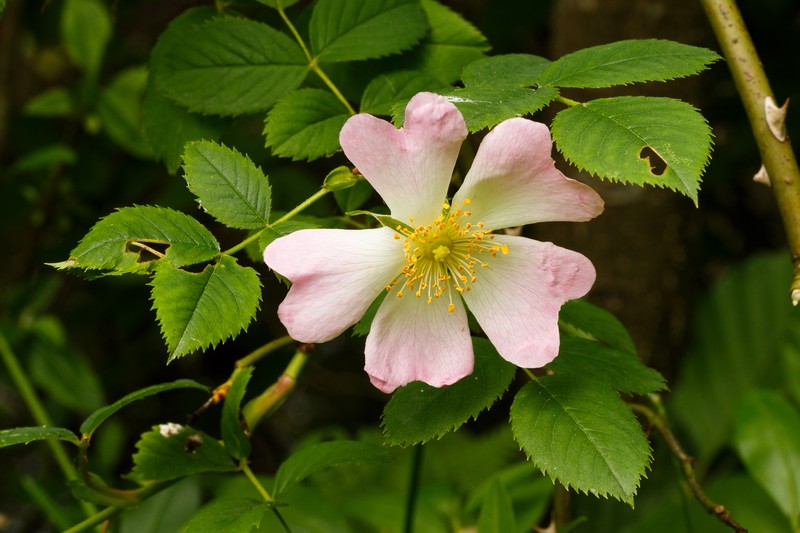 Scotch Rose photo 6