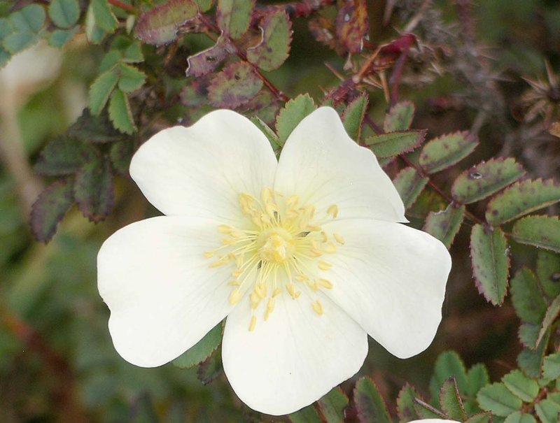 Scotch Rose
