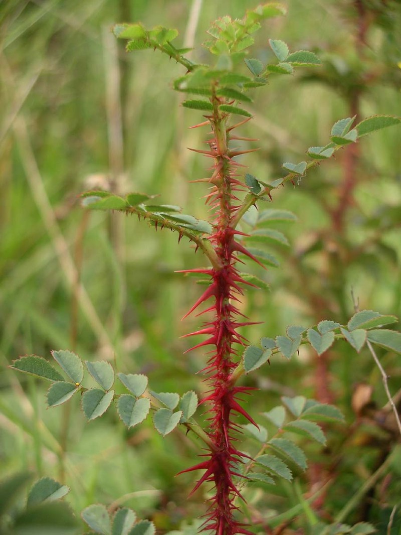 Scotch Rose photo 7