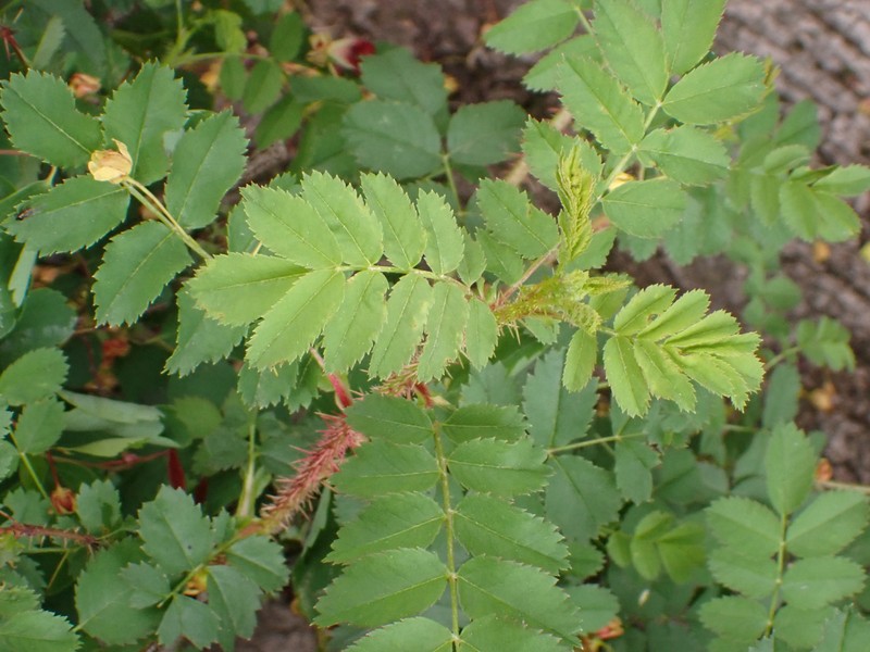 Rosa spinosissima var. altaica