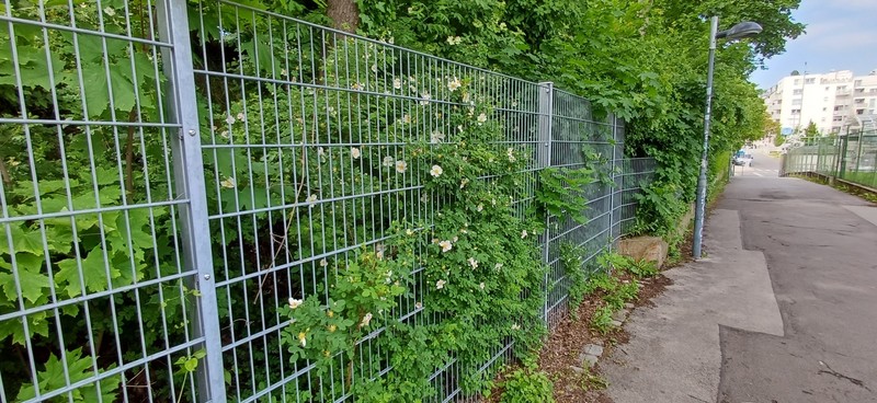 Rosa spinosissima var. altaica photo 2