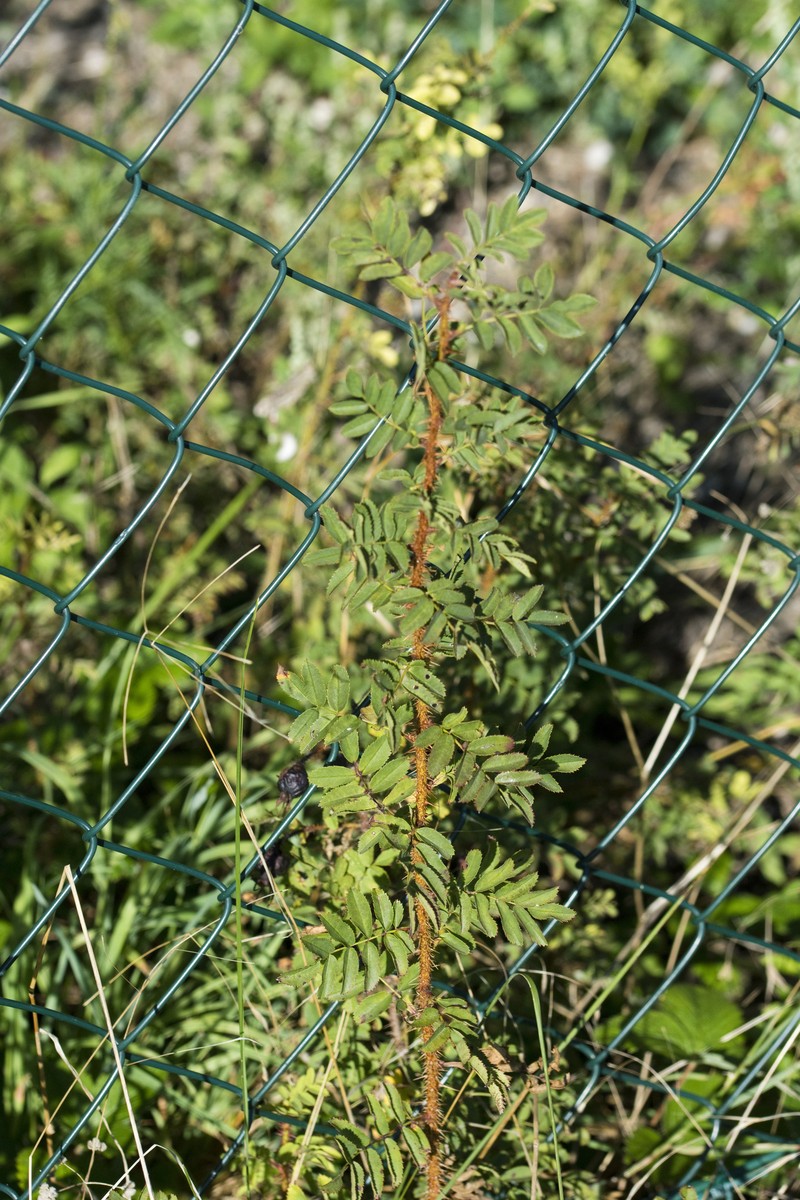 Rosa spinosissima var. altaica photo 3