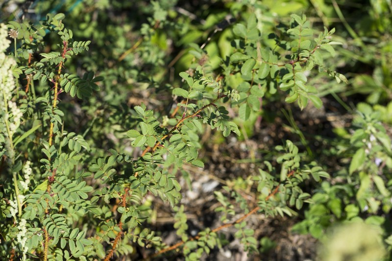 Rosa spinosissima var. altaica photo 4