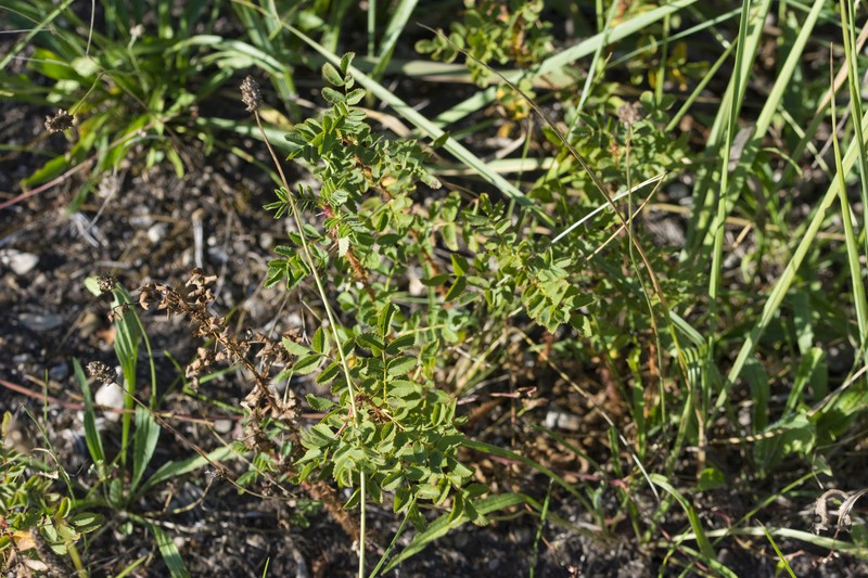 Rosa spinosissima var. altaica photo 5