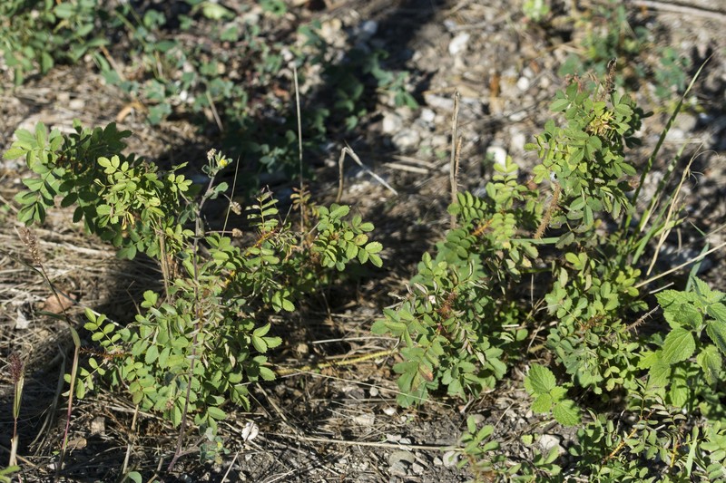 Rosa spinosissima var. altaica photo 6