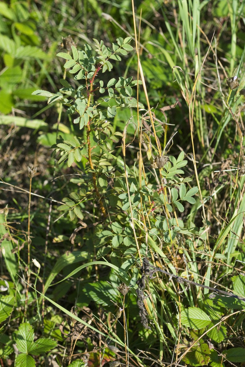 Rosa spinosissima var. altaica photo 7