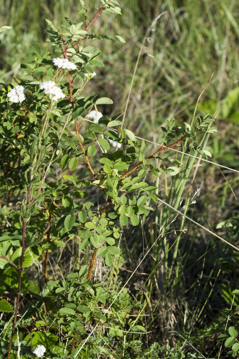 Rosa spinosissima var. altaica photo 8