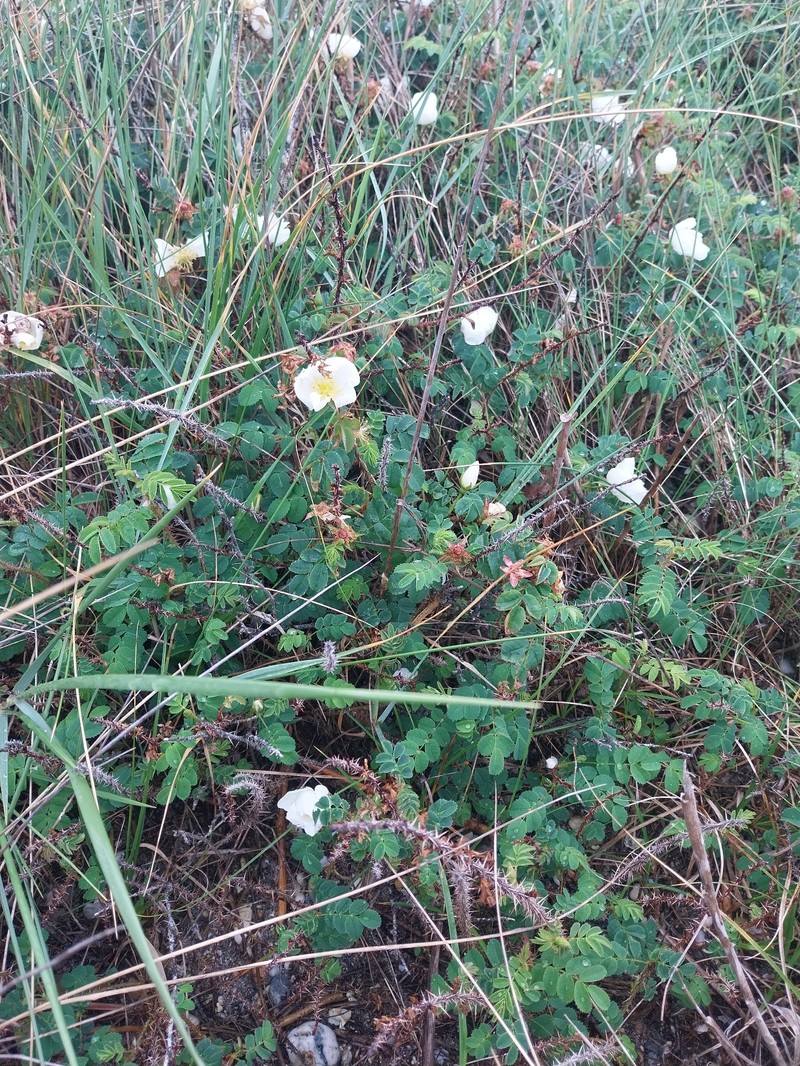Rosa tuschetica