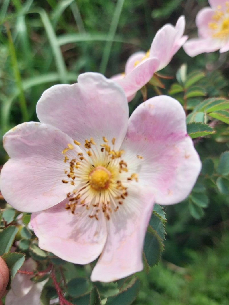 Rosa tuschetica photo 2