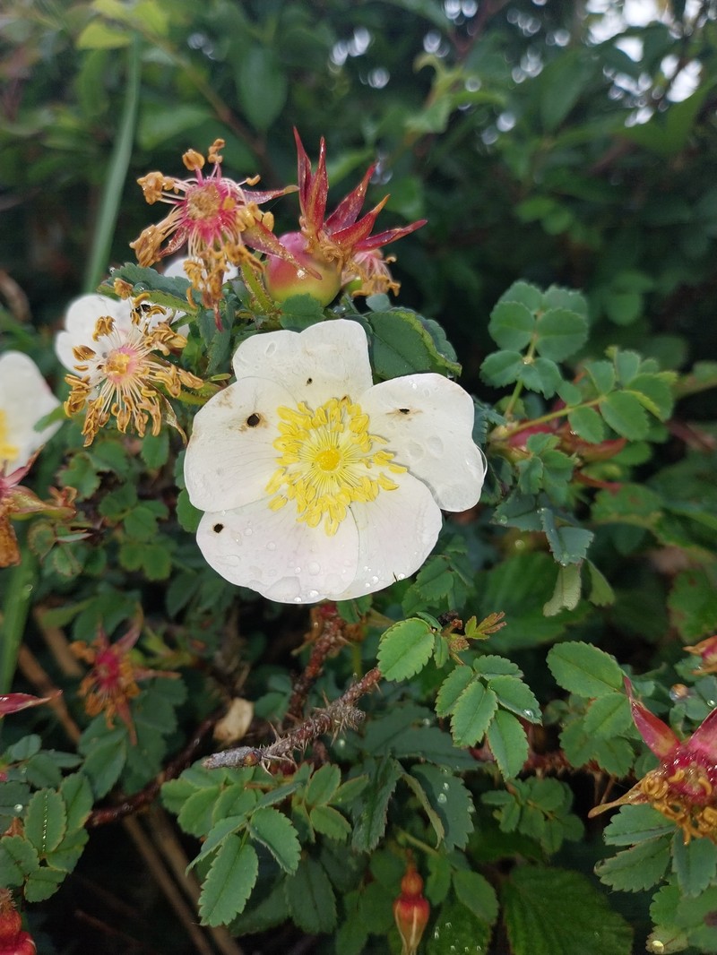 Rosa tuschetica photo 3