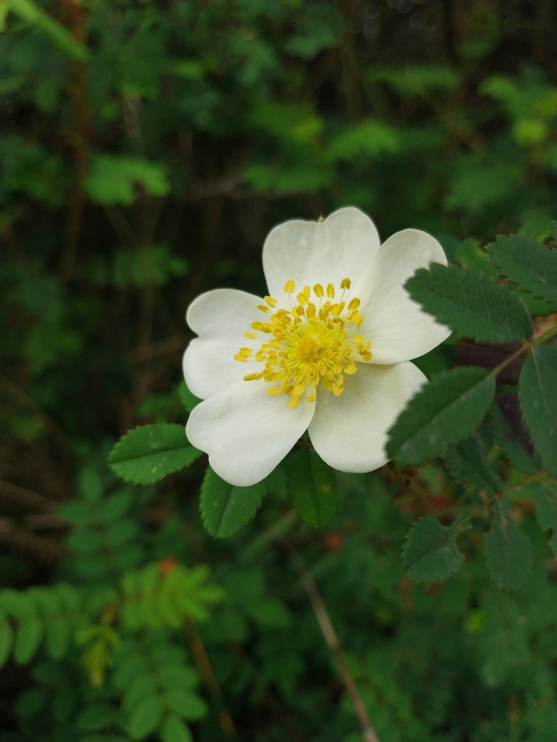 Rosa tuschetica photo 4