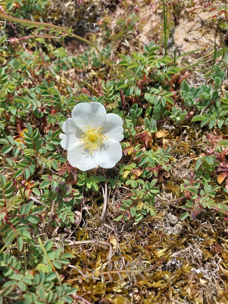 Rosa tuschetica photo 6