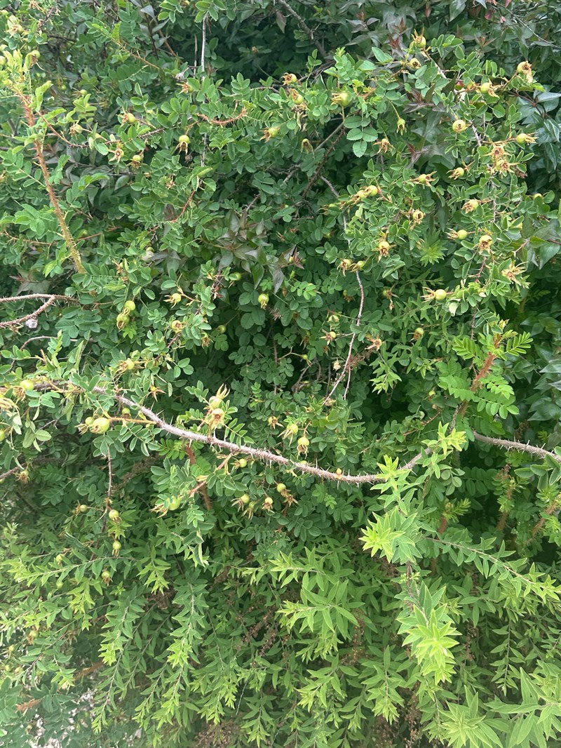 Rosa tuschetica photo 7
