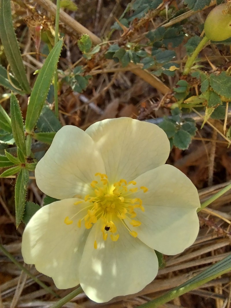 Rosa tuschetica photo 8