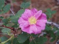 Ground Rose