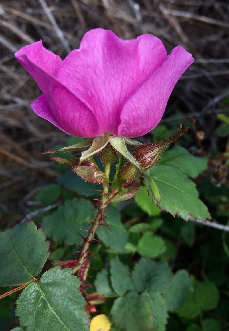Ground Rose photo 2