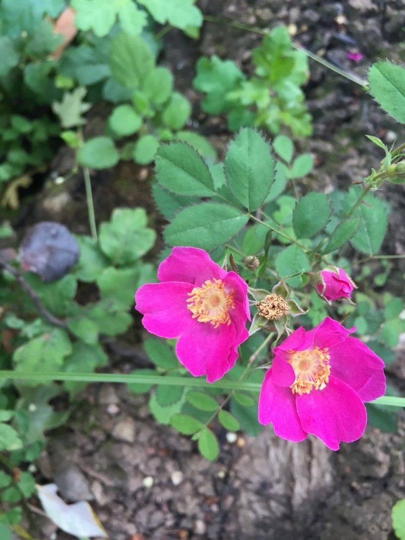 Ground Rose photo 3
