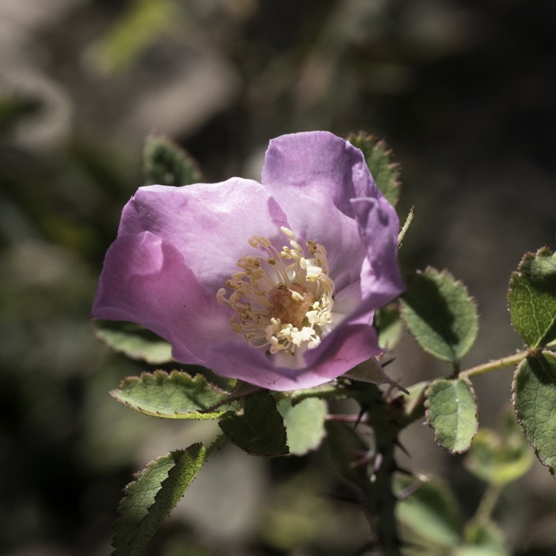 Ground Rose photo 4