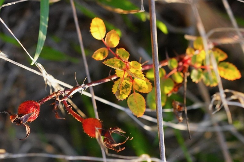 Ground Rose photo 5