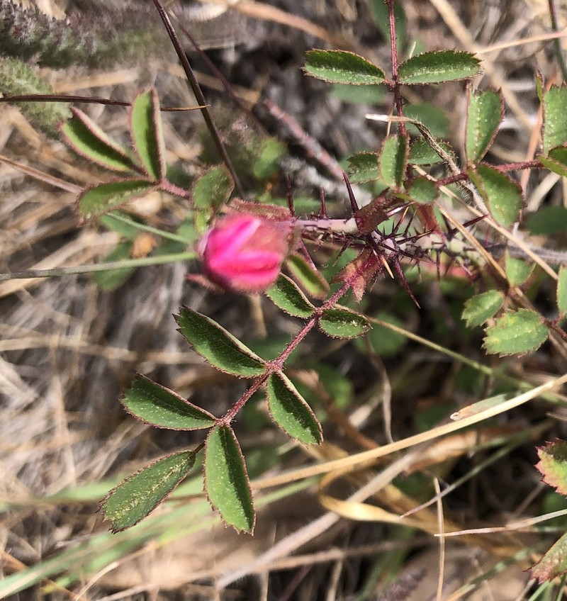 Ground Rose photo 6