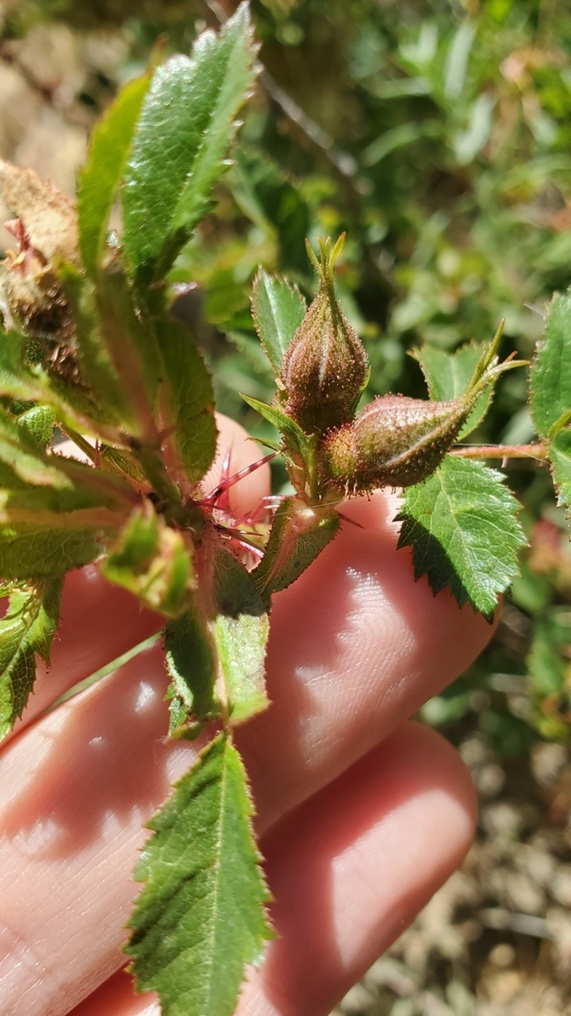 Ground Rose photo 7