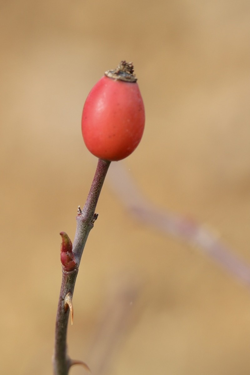Rosa squarrosa photo 2
