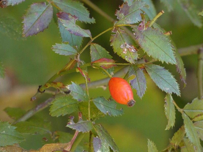 Rosa squarrosa photo 3