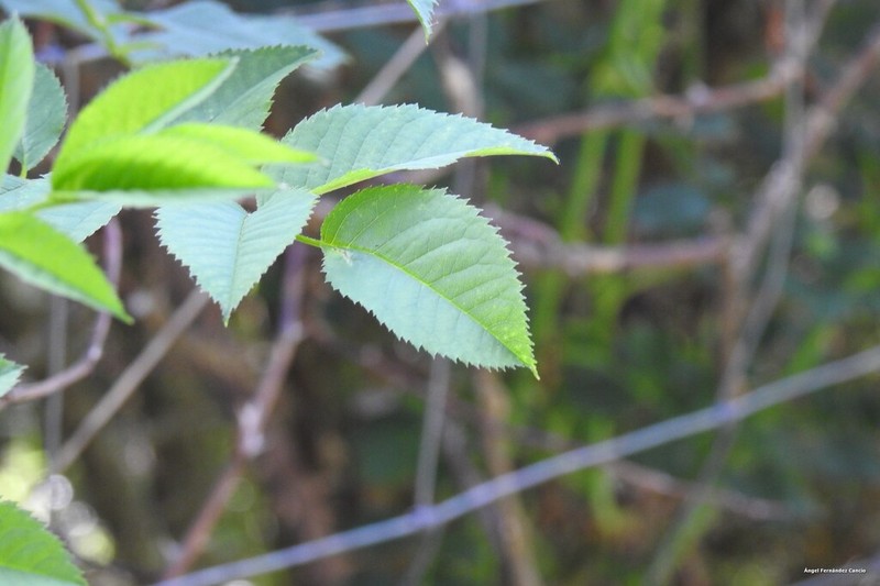 Rosa squarrosa photo 5