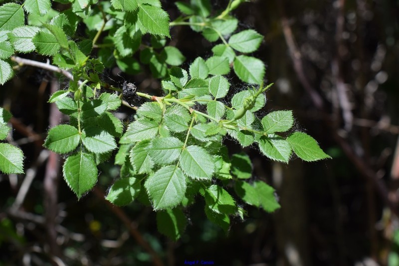 Rosa squarrosa photo 6