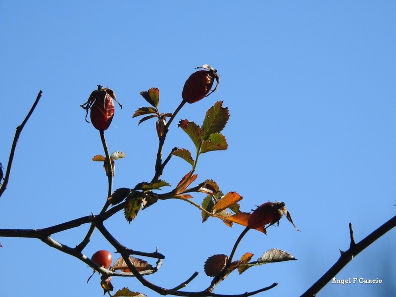 Rosa squarrosa photo 7