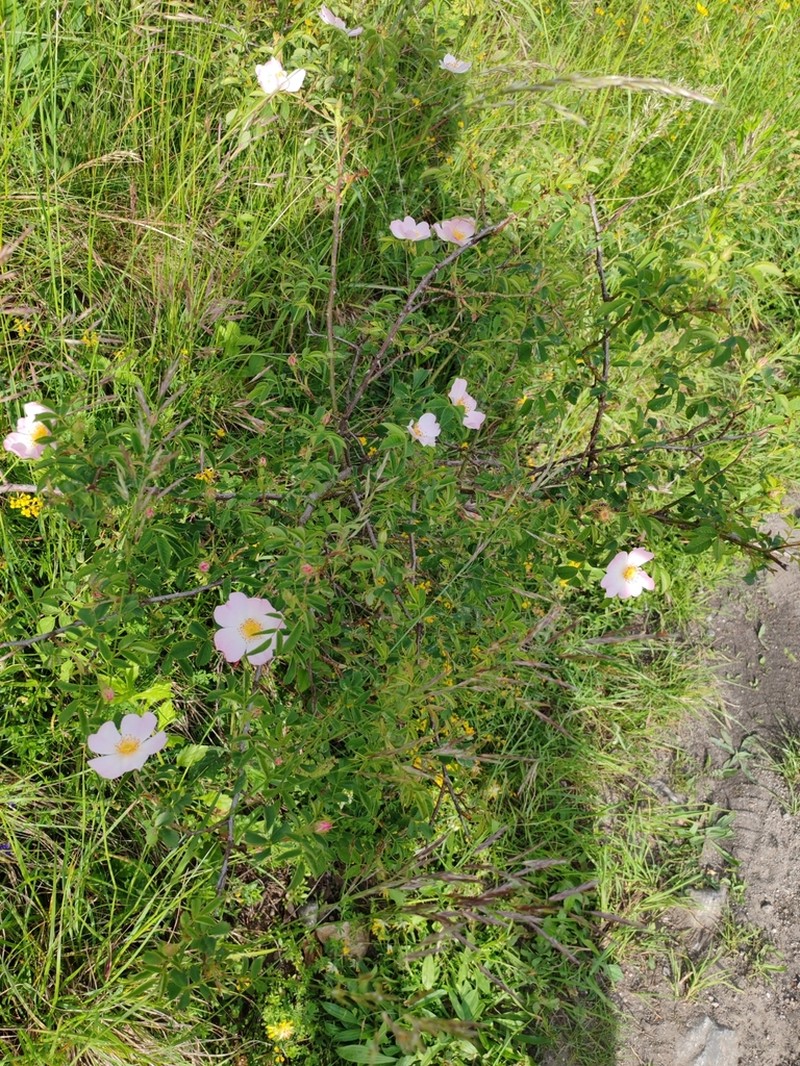 Rosa squarrosa photo 8