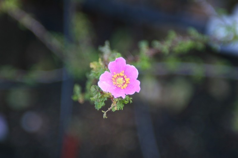 Desert Rose