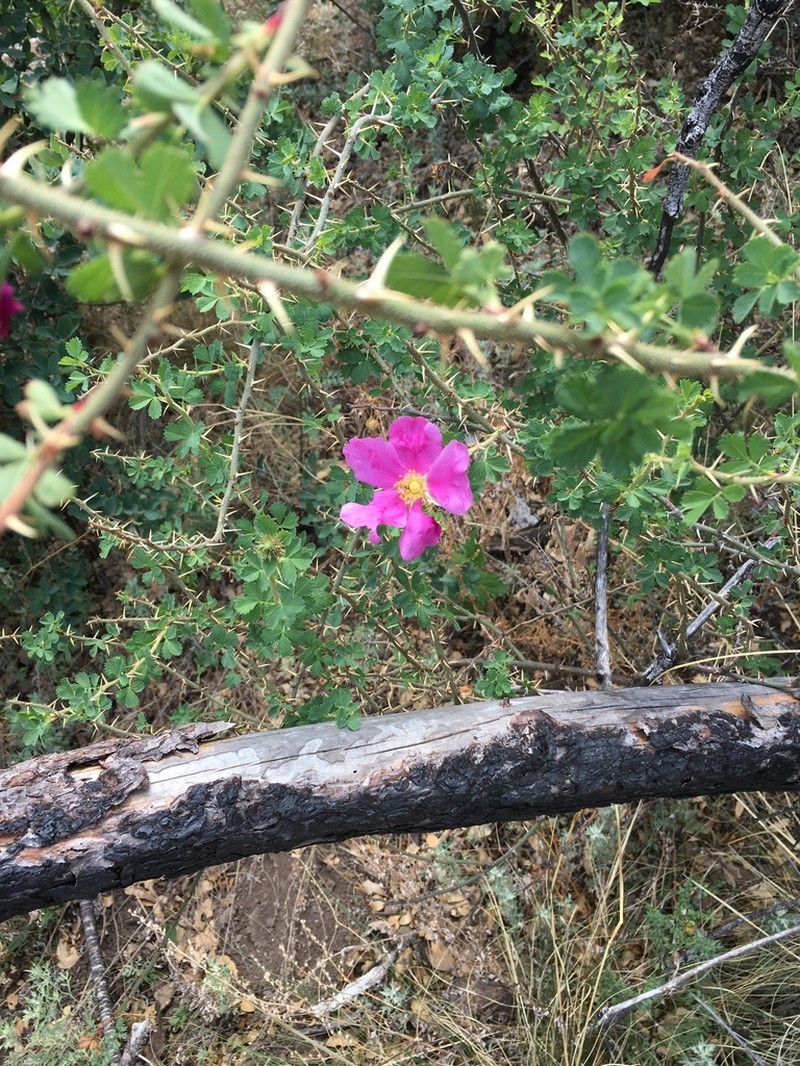 Desert Rose photo 2