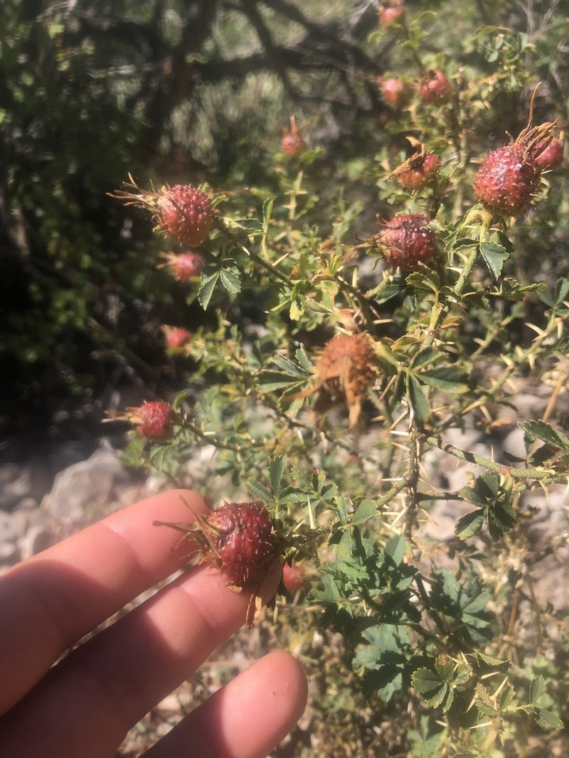 Desert Rose photo 3