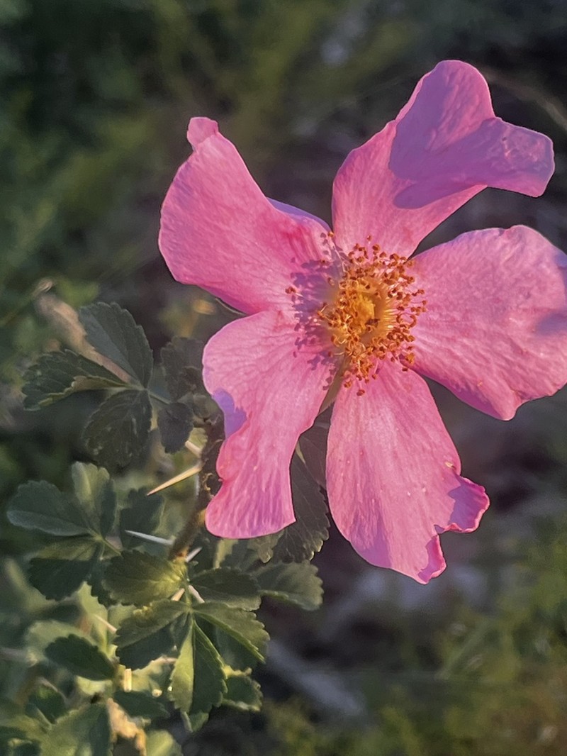 Desert Rose photo 4