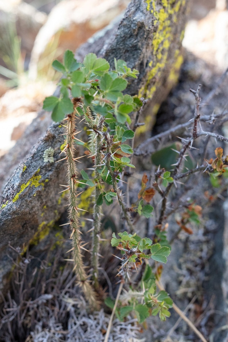 Desert Rose photo 6