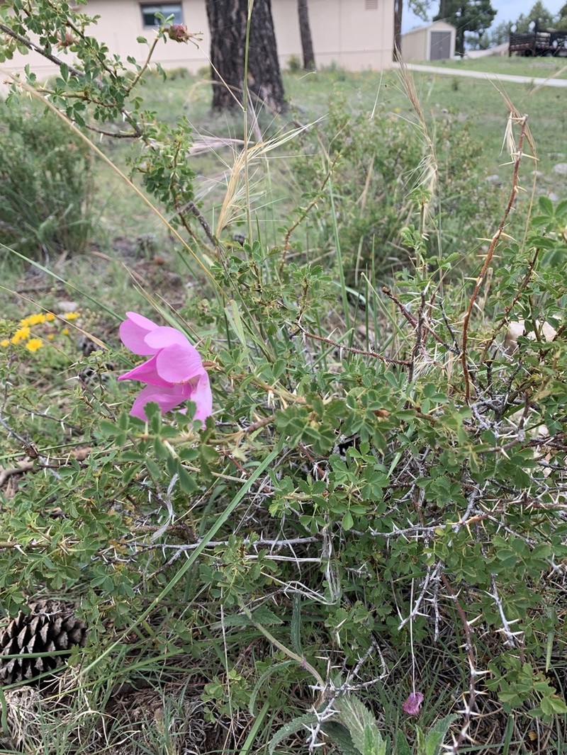 Desert Rose photo 7