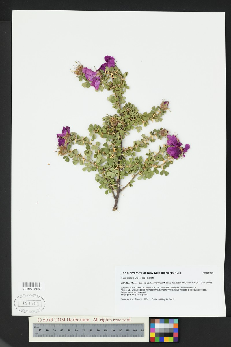 Rosa stellata subsp. stellata photo 3