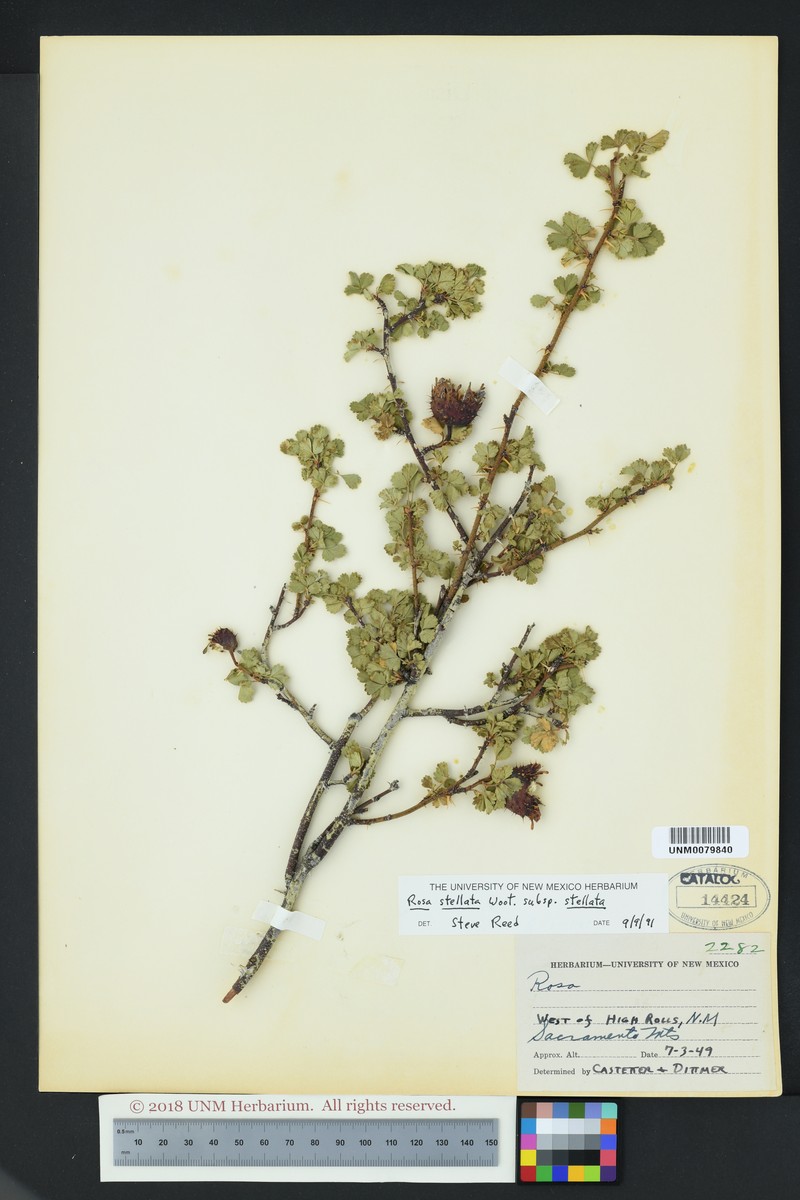 Rosa stellata subsp. stellata photo 4
