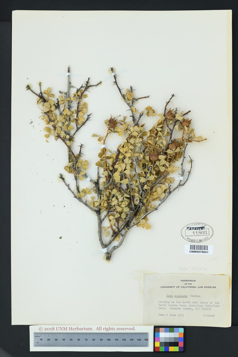 Rosa stellata subsp. stellata photo 5