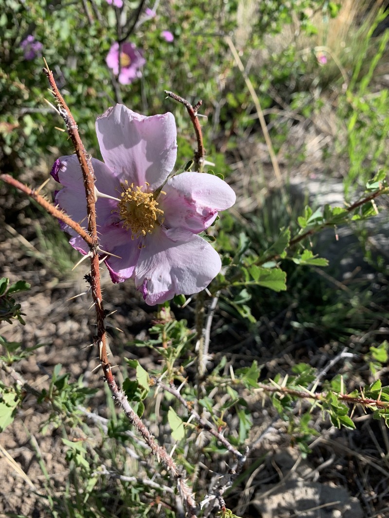 Rosa stellata subsp. stellata