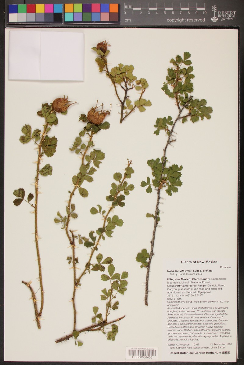 Rosa stellata subsp. stellata photo 2