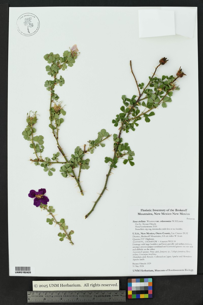 Rosa stellata var. erlansoniae