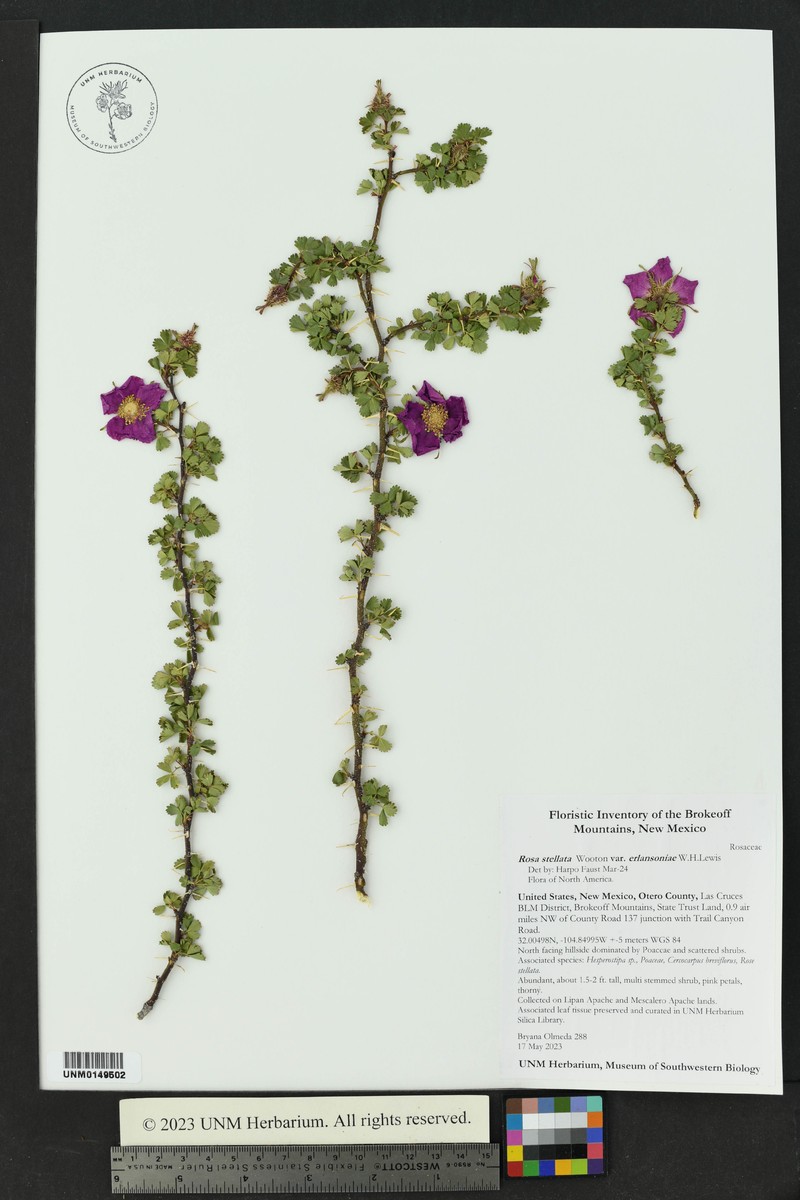 Rosa stellata var. erlansoniae photo 2