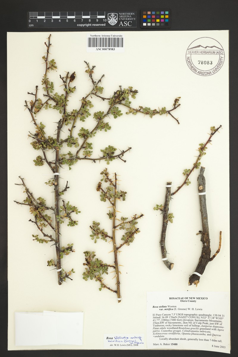 Rosa stellata var. mirifica photo 3