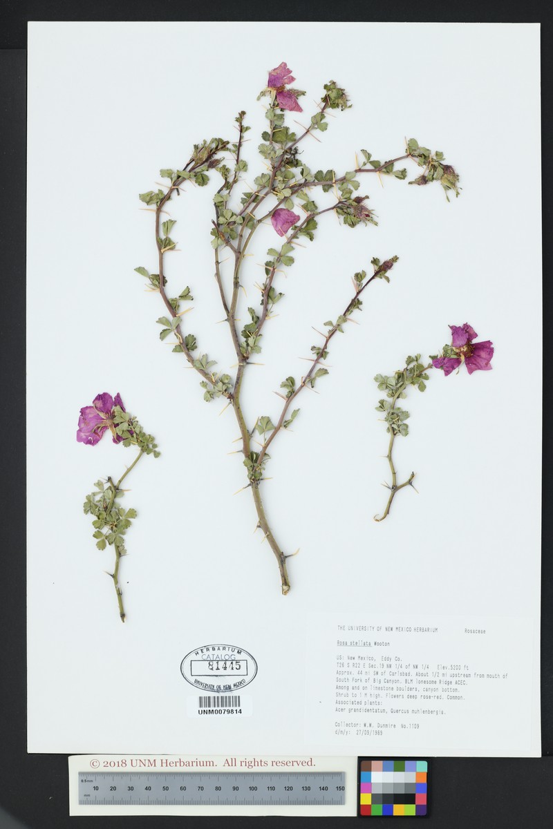 Rosa stellata var. mirifica photo 4