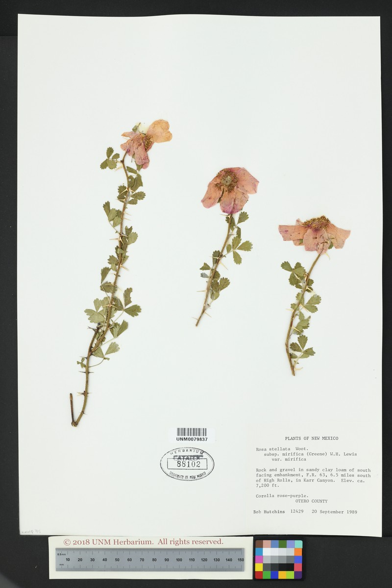 Rosa stellata var. mirifica photo 5