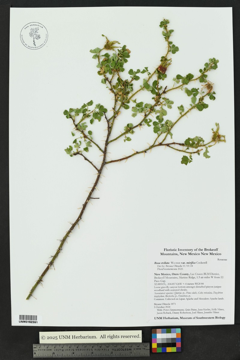 Rosa stellata var. mirifica