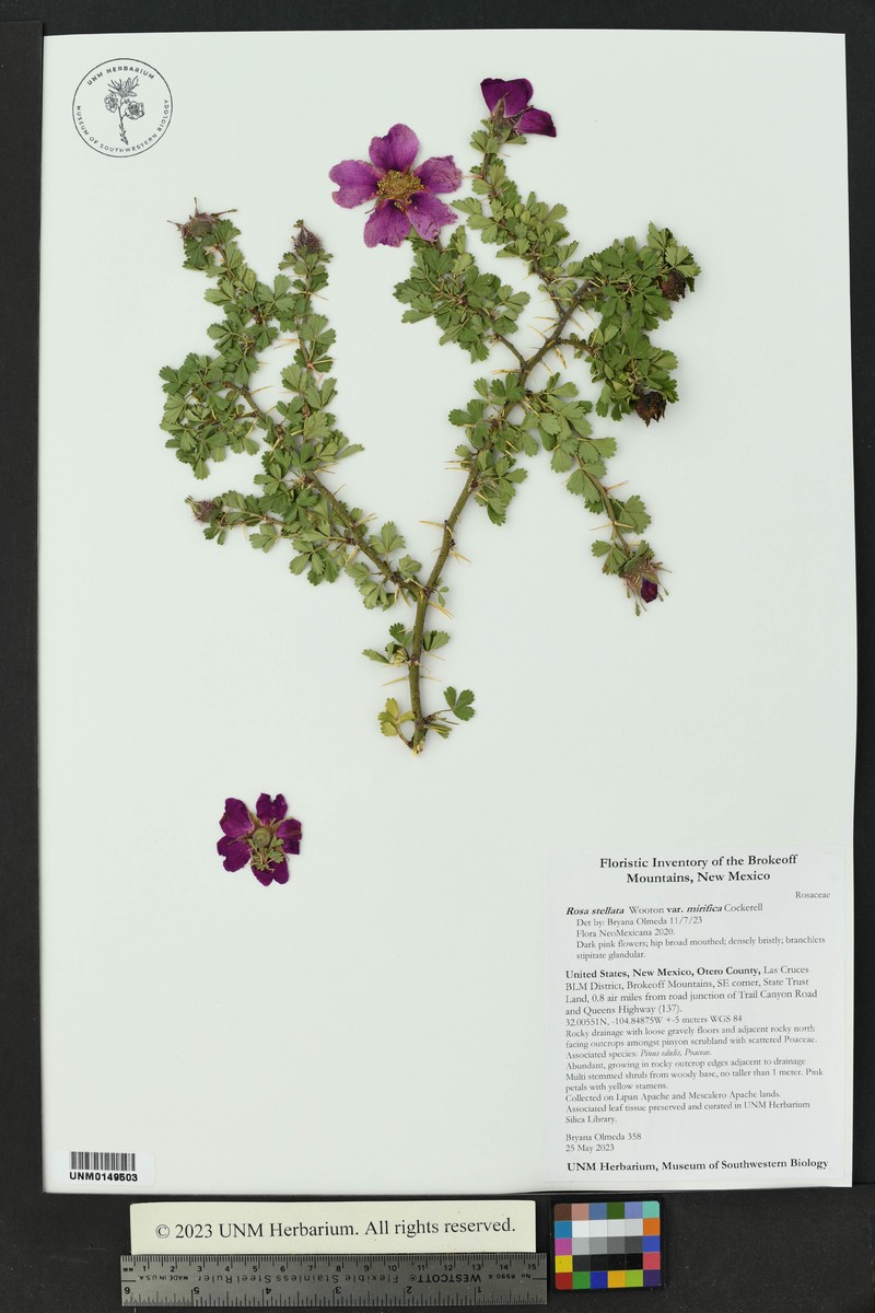 Rosa stellata var. mirifica photo 2